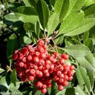 Red Heteromeles Seeds – Heirloom, Non-GMO, High Germination Organic Garden Seeds for Planting