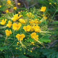 Yellow Cypella Flower Seeds – Heirloom, Non-GMO, High Germination Organic Garden Seeds
