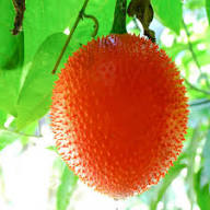Mixed Gac Fruit Seeds – Heirloom, Non-GMO, High Germination Organic Garden Seeds for Planting
