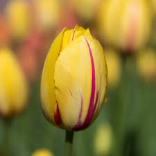 Pink Yellow Tulip Flower Seeds Heirloom Non-GMO High Germination Organic Garden Seeds