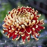 Yellow Red Chrysanthemum Flower Seeds – Heirloom Non-GMO High Germination Organic Seeds