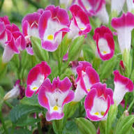 Pink Torenia Flower Seeds – Heirloom, Non-GMO, High Germination Organic Seeds