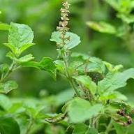 Green Basil Plant Seeds Heirloom Non-GMO High Germination Organic Garden Seeds for Planting