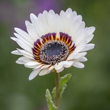 White Arctotis Fastuosa Flower Seeds Heirloom Non-GMO High Germination Organic Garden Seeds