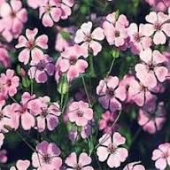 Pink Saponaria Vaccaria Flower Seeds – Heirloom Non-GMO High Germination Organic Garden Seeds
