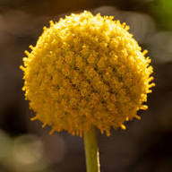 Yellow Billy Buttons Flower Seeds for Planting – Heirloom, Non-GMO, High Germination Organic Garden Seeds