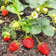 Strawberry Seascape Fruit Seeds for Planting – Heirloom Non-GMO High Germination Organic Garden Seeds