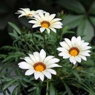 White Gazania Flower Seeds Heirloom Non-GMO High Germination Organic Garden Seeds for Planting