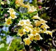 Yellow Weigela Flower Seeds for Planting | Heirloom Non-GMO Organic