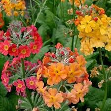 Yellow Primula Candelabra Flower Seeds – Heirloom, Non-GMO, High Germination Organic Garden Seeds for Planting.