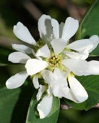 White Amelanchier Flower Seeds – Heirloom, Non-GMO, High Germination Organic Garden Seeds for Planting