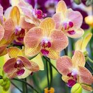 Yellow Pink Orchid Flower Seeds – Heirloom Non-GMO High Germination Organic Garden Seeds