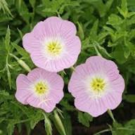 Pink Primula Hirsuta Flower Seeds for Planting – Heirloom Non-GMO High Germination Organic Garden Seeds