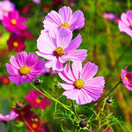 Pink Cosmos Flower Seeds for Planting – Heirloom Non-GMO High Germination Seeds