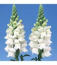 White Antirrhinum Majus Flower Seeds – Heirloom, Non-GMO, High Germination Organic Garden Seeds for Planting