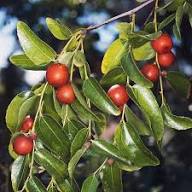 Honey Jar Jujube Fruit Seeds for Planting – Heirloom Non-GMO High Germination Organic Garden Seeds