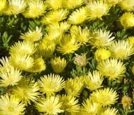 Yellow Dorotheanthus Flower Seeds for Planting – Heirloom, Non-GMO, High Germination