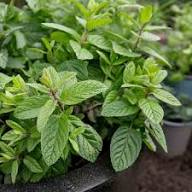 Mojito Mint Plant Seeds Heirloom Non-GMO High Germination Organic Garden Seeds for Planting