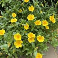 Yellow Portulaca Flower Seeds – Heirloom Non-GMO High Germination Organic Garden Seeds