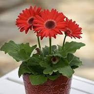 Red Asteraceae Daisy Flower Seeds for Planting Heirloom Non-GMO High Germination Organic Garden Seeds
