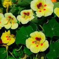 Yellow Red Nasturtium Flower Seeds – Heirloom, Non-GMO, High Germination Organic Seeds