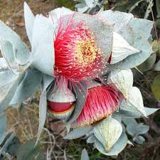 Red Eucalyptus Macrocarpa Rosa Flower Seeds for Planting – Heirloom, Non-GMO, High Germination Organic Garden Seeds