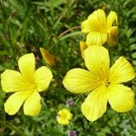 Yellow Linum Flavum Flower Seeds – Heirloom Non-GMO High Germination Organic Garden Seeds