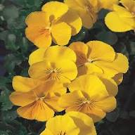 Viola Flower Seeds Yellow – Heirloom Non-GMO High Germination Organic Garden Seeds