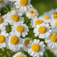 Semillas de flor de Tanacetum Parthenium blancas, herencia, no transgénicas, de alta germinación, semillas de jardín orgánicas para plantar