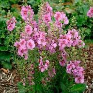 Semillas de Verbascum Rosa Rosetta para Plantar – Variedad Antigua, No OGM, Alta Germinación