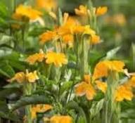 Yellow Crossandra Flower Seeds – Heirloom, Non-GMO, High Germination Organic Garden Seeds