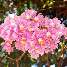 Tabebuia Rosea Seeds for Planting – Heirloom, Non-GMO, High Germination Organic Garden Seeds
