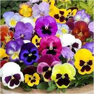 Pansy Flower Seeds Mixed – Heirloom, Non-GMO, High Germination Organic Garden Seeds for Planting