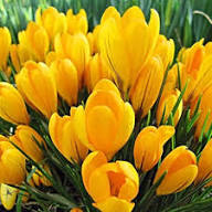 Yellow Saffron Flower Seeds Heirloom Non-GMO High Germination Organic Garden Seeds for Planting