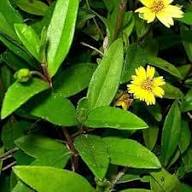 Yellow Daisy Flower Seeds – Heirloom Non-GMO High Germination Organic Garden Seeds