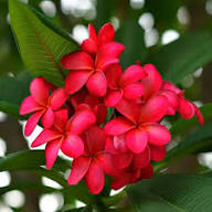 Plumeria Flower Seeds for Planting – Heirloom Non-GMO High Germination Organic Garden Seeds Seeds for Planting
