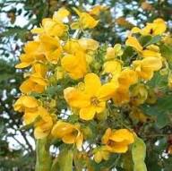 Yellow Cassia Corymbosa Flower Seeds – Heirloom, Non-GMO, High Germination Organic Garden Seeds
