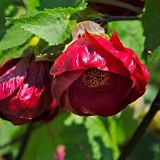 Red Abutilon Flower Seeds Heirloom Non-GMO High Germination Organic Garden Seeds for Planting