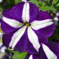 Violet White Petunia Flower Seeds – Heirloom Non-GMO High Germination Organic Garden Seeds for Planting