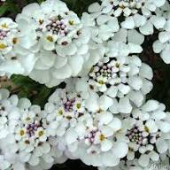 White Iberis Flower Seeds Heirloom Non-GMO High Germination Organic Garden Seeds for Planting