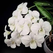Phalaenopsis Flower Seeds for Planting – Heirloom, Non-GMO, High Germination Organic Garden Seeds