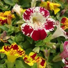 White Mimulus Tigrinus Flower Seeds Heirloom Non-GMO High Germination Organic Garden Seeds