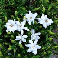 White Yellow Gardenia Flower Seeds Heirloom Non-GMO High Germination Organic Garden Seeds for Planting