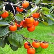 Semillas de Caqui Rojas Variedad Antigua No Modificadas Genéticamente Alta Germinación Semillas Orgánicas de Jardín para Sembrar