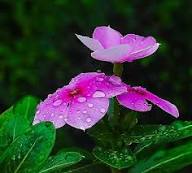 Purple Periwinkle Flower Seeds Heirloom Non-GMO High Germination Organic Garden Seeds for Planting
