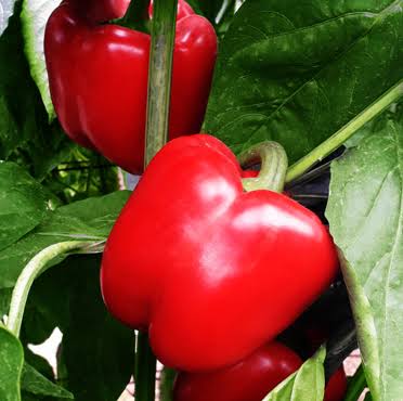 Paladin F1 Bell Pepper vegetable seeds for planting, non-GMO garden seeds for growing sweet bell peppers at home naturally