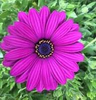 Red Osteospermum Flower Seeds – Heirloom Non-GMO High Germination