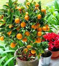 Semillas de Actinidia Polygama Naranja – Herencia, Sin OGM, Semillas Orgánicas de Jardín de Alta Germinación