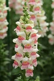 Pink White Antirrhinum Majus Flower Seeds Heirloom Non-GMO High Germination Organic Garden Seeds for Planting