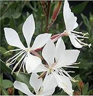 Lindheimeri Flower Seeds White – Heirloom Non-GMO High Germination